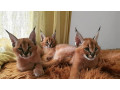 chatons-serval-et-savannah-small-3