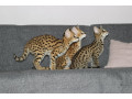 chatons-serval-et-savannah-small-4