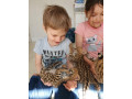 chatons-serval-et-savannah-small-0