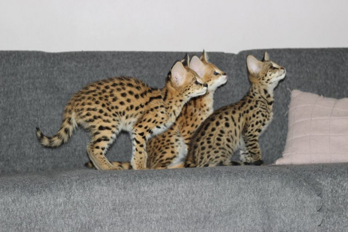 chatons-serval-et-savannah-big-4