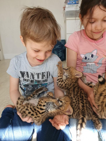 chatons-serval-et-savannah-big-0