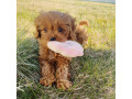 super-adorables-chiots-goldendoodle-small-1