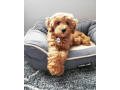 super-adorables-chiots-goldendoodle-small-0