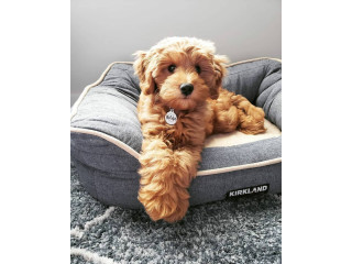 Super adorables chiots Goldendoodle