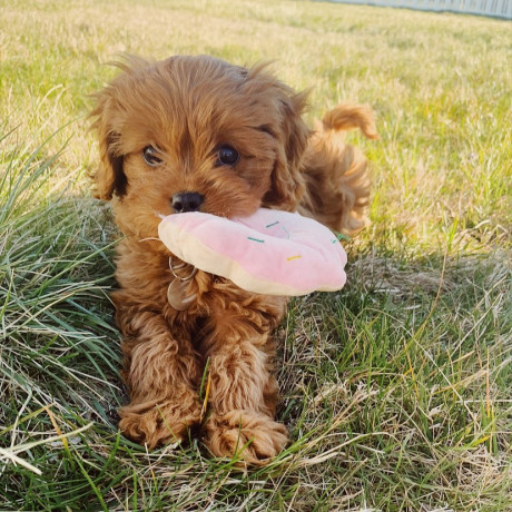 super-adorables-chiots-goldendoodle-big-1