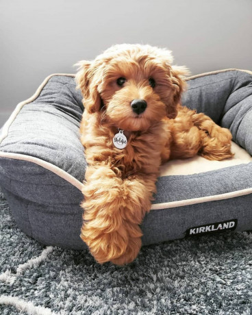 super-adorables-chiots-goldendoodle-big-0