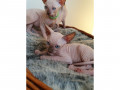 purebreed-sphynx-kittens-small-0