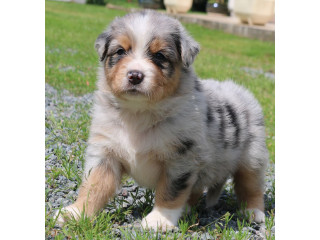 Magnifique et adorable chiot berger australien