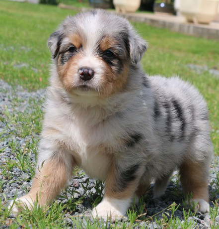 magnifique-et-adorable-chiot-berger-australien-big-0