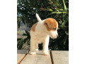 magnifique-chiot-jack-russel-femelle-small-1