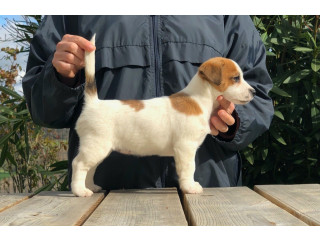 Magnifique Chiot Jack Russel femelle