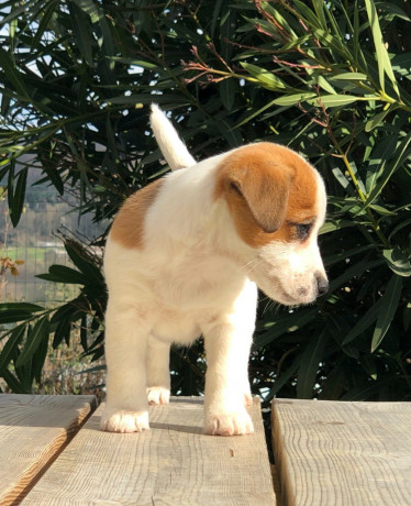 magnifique-chiot-jack-russel-femelle-big-1