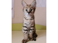 chatons-savannah-f1-et-f2-disponibles-small-1