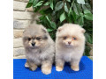 pomeranien-male-et-femelle-small-0