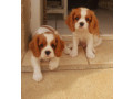 chiots-cavalier-king-charles-small-0