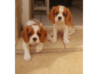 Chiots cavalier king charles