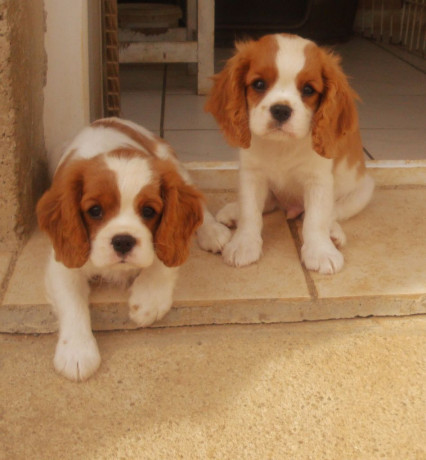 chiots-cavalier-king-charles-big-0