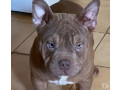 chiots-american-bully-de-l-elevage-jl-small-0