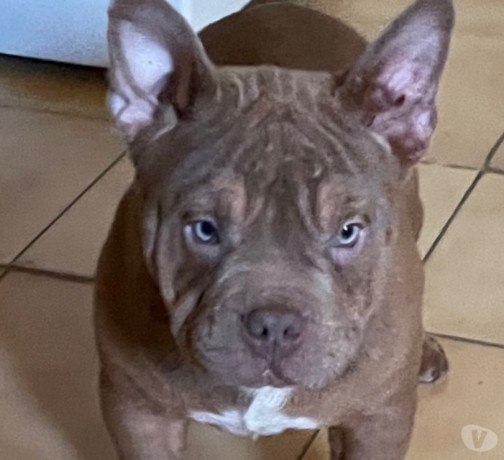 chiots-american-bully-de-l-elevage-jl-big-0