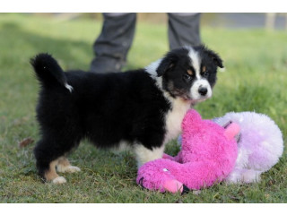 Magnifique Chiot Berger Australien Mâle