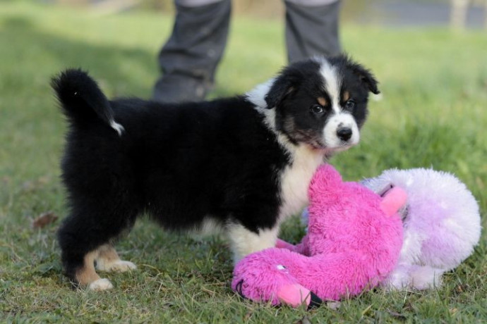 magnifique-chiot-berger-australien-male-big-0