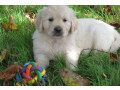 chiot-golden-retriever-small-0