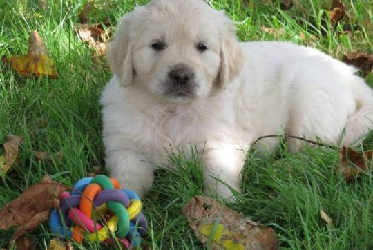 chiot-golden-retriever-big-0