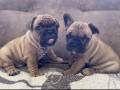 adorable-chiots-bulldog-francais-disponible-small-0