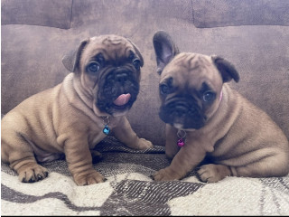 Adorable chiots bulldog francais disponible