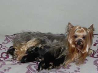 Splendides bébés yorkshire terrier