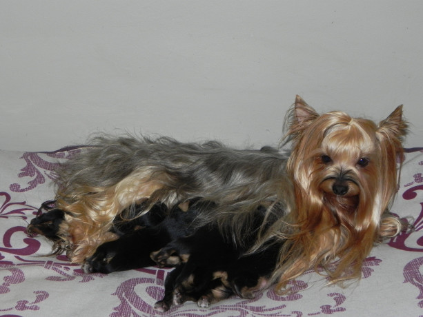 splendides-bebes-yorkshire-terrier-big-0