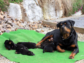 Chiots rottweiler dressage en cour