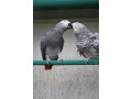 couple-perroquets-gris-du-gabon-small-0