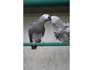 Couple Perroquets Gris du Gabon