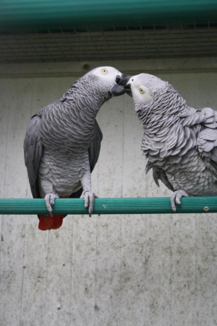 couple-perroquets-gris-du-gabon-big-0