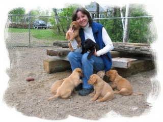 Chiots labrador plein d'amour