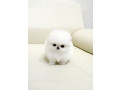 belle-tasse-de-the-chiots-pomeraniens-disponibles-small-0