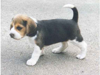 Magnifiques Chiots Beagle Pure Race Pour les fêtes