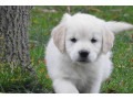 superbes-chiots-golden-retriever-male-et-femelle-small-2