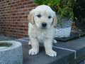 superbes-chiots-golden-retriever-male-et-femelle-small-1