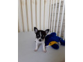 tres-jolie-chiots-chihuahua-de-pure-race-small-1