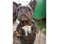 magnifiques-chiots-bouledogue-francais-small-1