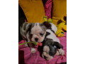 magnifiques-chiots-bouledogue-francais-small-2