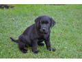 adorables-chiots-labrador-retriever-small-2