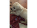 adorables-chiots-labrador-retriever-small-1