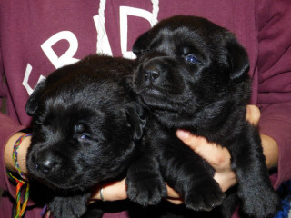 Adorables Chiots Labrador Retriever