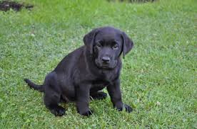 adorables-chiots-labrador-retriever-big-2