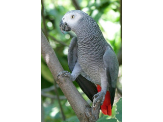 Magnifiques Perroquets Gris Du Gabon