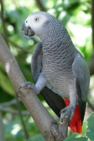 magnifiques-perroquets-gris-du-gabon-big-0