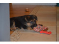 chiots-bergers-allemands-disponibles-small-2